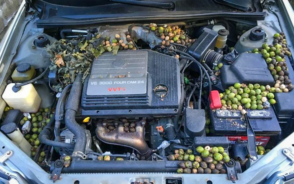 Pests using car as their home