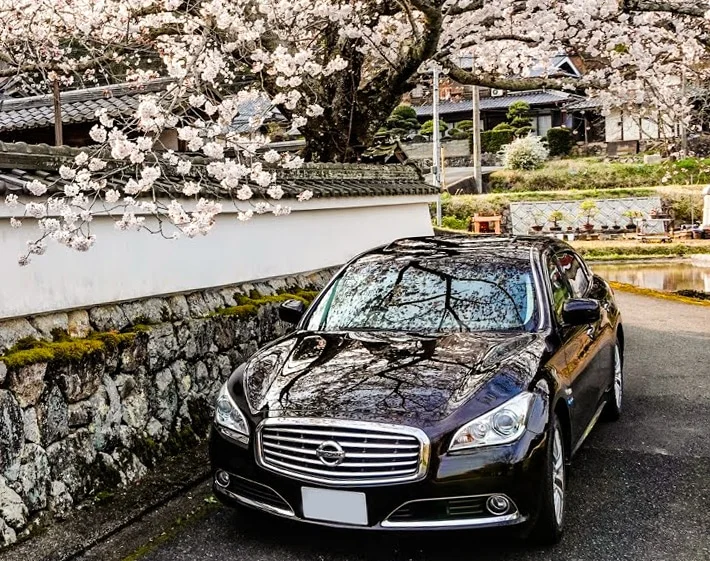 Nissan Cima parked under a cherry blossom tree