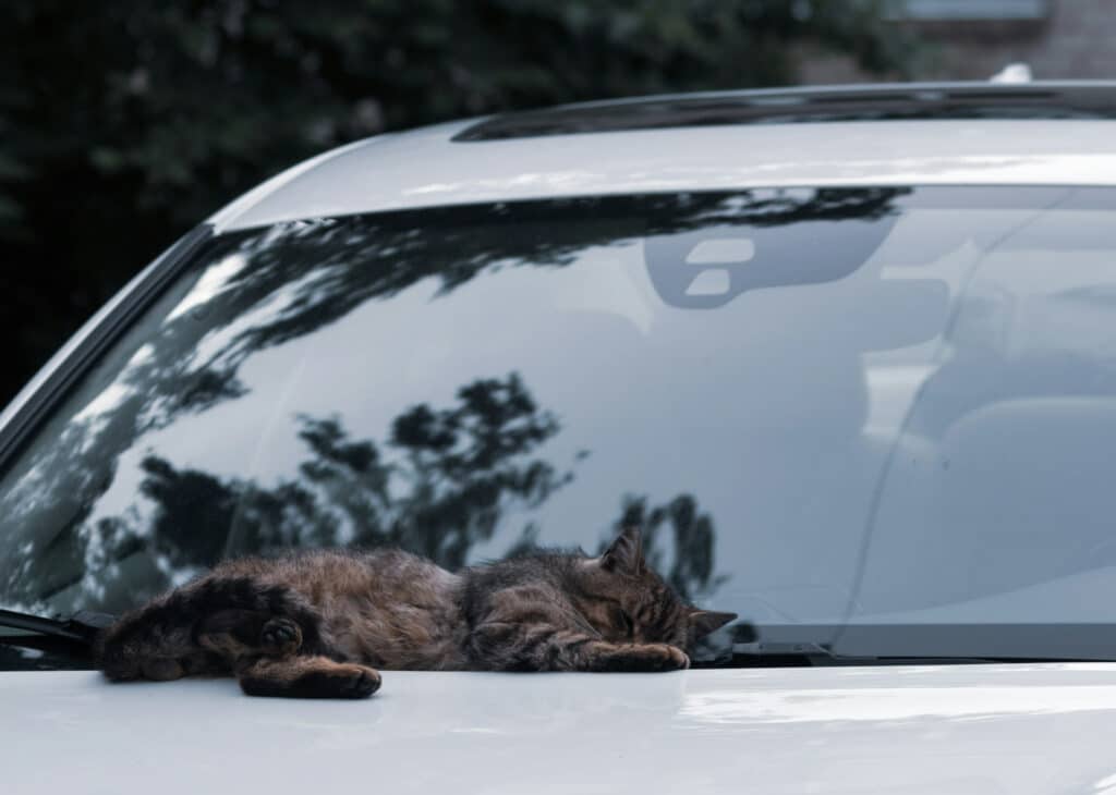 Car with tinted windshield and a cat